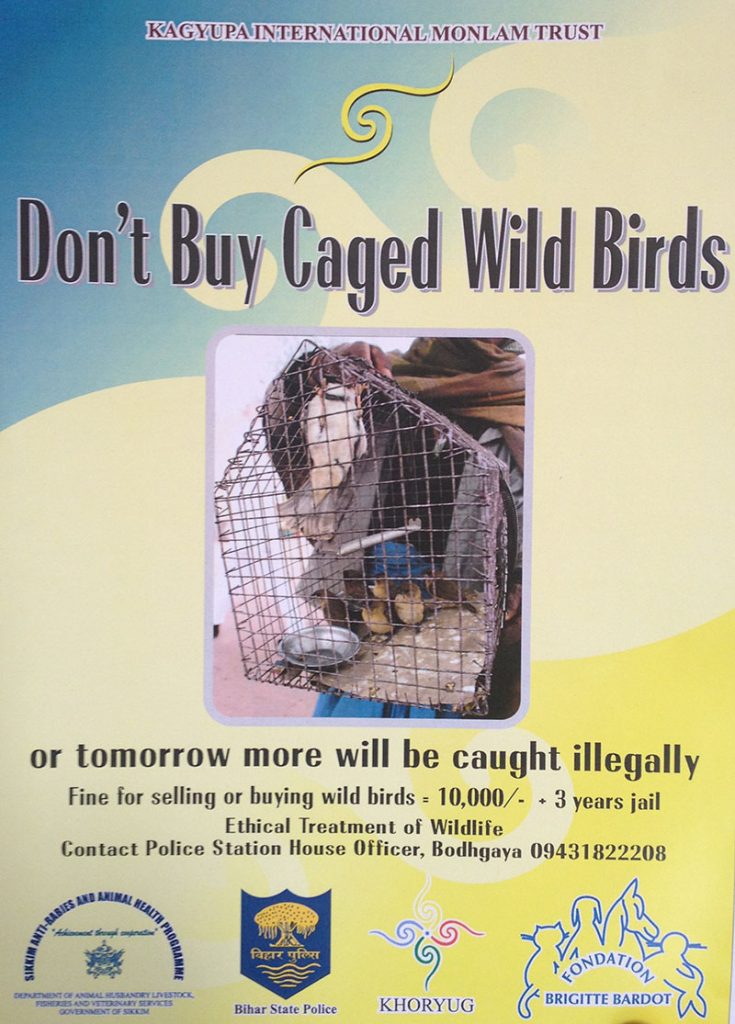 przeciwko handlowi dzikimi ptakami